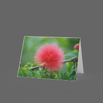 "Acacia PomPom" Greeting Card cards
