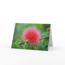 "Acacia PomPom" Greeting Card