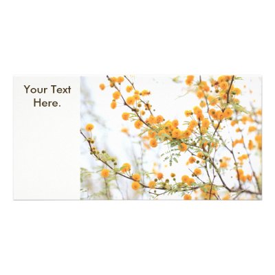 Acacia Tree Flowers Photo Card by Jrtmedia