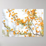 Acacia Tree Flowers Poster