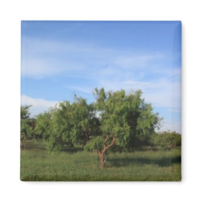 Acacia Tree Fridge Magnet by Jrtmedia