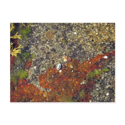 "Acadian Tide Pool" Postcard by hopefulone