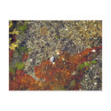 "Acadian Tide Pool" Postcard