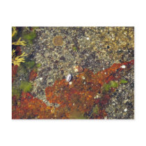 "Acadian Tide Pool" Postcard by hopefulone "Acadian Tide Pool" Postcard