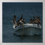 Acapulco pelicans posters