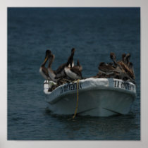 Acapulco pelicans print
