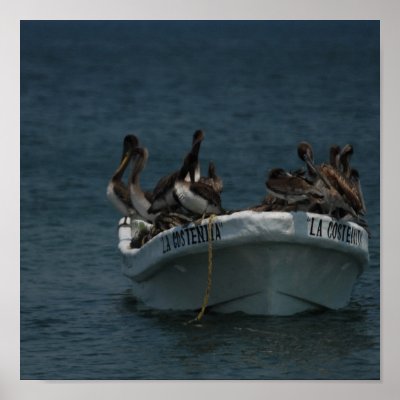 Acapulco pelicans print by alinphoto