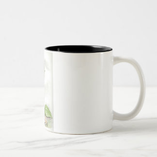 Acaulae del Cypripedium Taza De Café