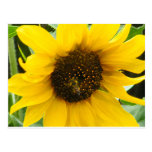 Accented Edges Busy Bee Postcard