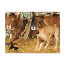 Accessoires Cabernet CHA Carte Postale 2 postcards