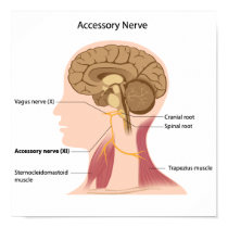 Accessory nerve Poster