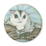 Ace sugar glider magnets