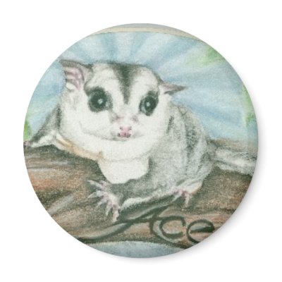 Ace sugar glider magnets by dranger1108