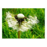 ACEO Blown Dandelion Flower Photo Business Card