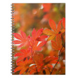 Acer Notebooks | maple,acer,tree,fall,autumn,seasons,forest,foliage maple,acer,tree,fall,autumn,seasons,forest,foliage