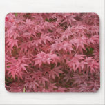 Acer Palmatum | acer, maple, palmatum, red, leaves, plant, acer, maple, palmatum, red, leaves, plant,