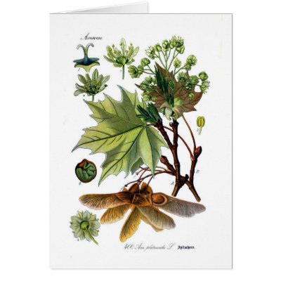 Acer platanoides (Norway Maple) Greeting Cards by Botany_Boy