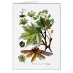 Acer platanoides (Norway Maple) Greeting Cards