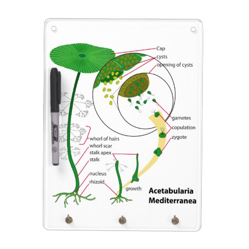 Boar Cycle Diagram acetabularia mediterranea cycle diagram erase Boar Cycle Diagram acetabularia mediterranea cycle diagram erase