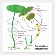 Acetabularia Mediterranea Life Cycle Diagram Square Sticker