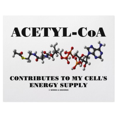 Acetyl-CoA Contributes To My Cell's Energy Supply Customized Letterhead by wordsunwords