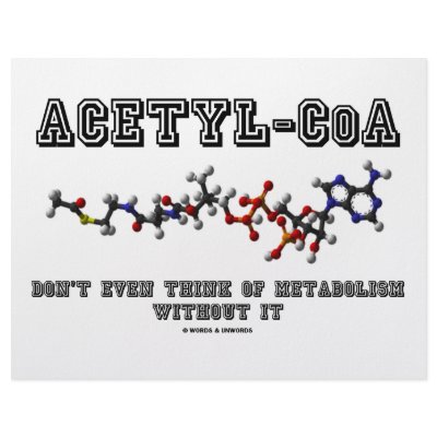 Acetyl-CoA Don't Even Think Of Metabolism Without Letterhead by wordsunwords