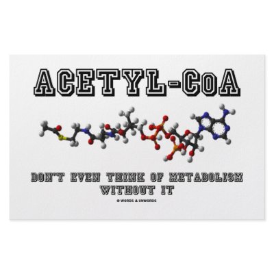 Acetyl-CoA Don't Even Think Of Metabolism Without Customized Stationery by wordsunwords