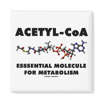 Acetyl-CoA Essential Molecule For Metabolism magnets by wordsunwords Acetyl-CoA Essential Molecule For Metabolism magnets