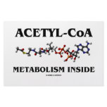 Acetyl-CoA Metabolism Inside (Chemical Molecule) stationery
