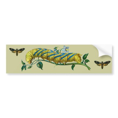 Acherontia atropos caterpillar, Acherontia atropos Bumper Sticker by FlutterByButterfly