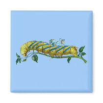 Acherontia atropos caterpillar magnets