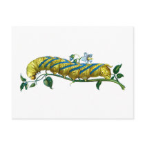 Acherontia atropos caterpillar postcards