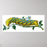 Acherontia atropos caterpillar posters