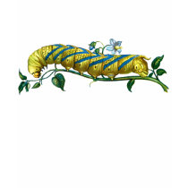 Acherontia atropos caterpillar t-shirts