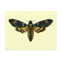 Acherontia atropos postcards