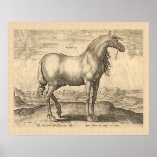 Achivus Antique Engraving of Horse by Stradanus