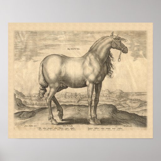 Achivus Antique Engraving of Horse by Stradanus Poster