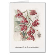 Acineta superba (as Peristeria humboldtii) cards