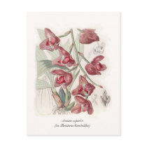 Acineta superba postcards