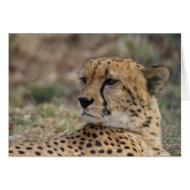 Acinonyx jubatus card