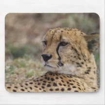 Acinonyx jubatus mouse pads