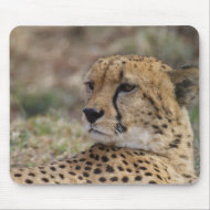 Acinonyx jubatus mousepad