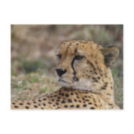 Acinonyx jubatus postcard