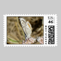 Acmon Blue Postage stamps