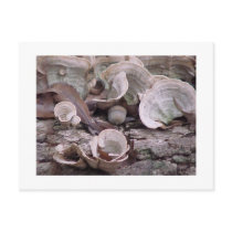 "Acorn and Fungi" ©2006 postcards by smilodonart "Acorn and Fungi" ©2006 postcards