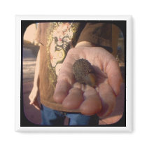 acorn? magnets by kinymccarrick acorn? magnets