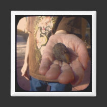 acorn? magnets