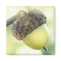 Acorn Magnet