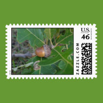 Acorn Postage Stamp