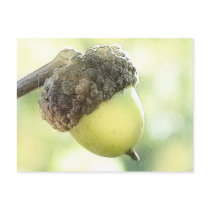 Acorn Postcard